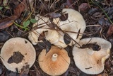 Lactarius maculatipes image