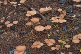 Gymnopus foetidus image