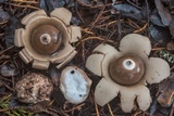 Geastrum triplex image