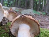 Russula compacta image