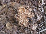 Russula compacta image