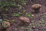 Calvatia craniiformis image