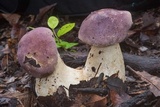 Tylopilus williamsii image