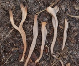 Clavulinopsis umbrinella image