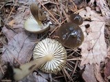 Gliophorus irrigatus image