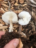 Melanoleuca verrucipes image
