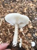Melanoleuca verrucipes image