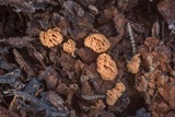 Arcyria obvelata image