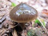 Gliophorus irrigatus image
