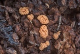Arcyria obvelata image