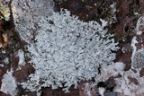 Stereocaulon saxatile image
