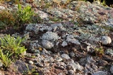 Stereocaulon saxatile image