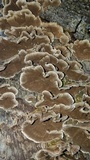Trametes villosa image