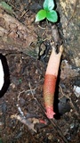 Mutinus argentinus image