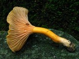 Cantharellus ignicolor image