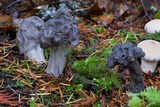 Helvella lacunosa image