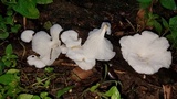 Favolus tenuiculus image