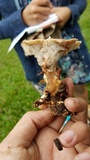 Abortiporus biennis image