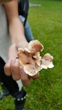 Abortiporus biennis image