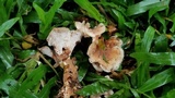 Abortiporus biennis image