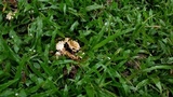 Abortiporus biennis image