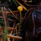 Mycena oregonensis image