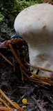 Mycena oregonensis image