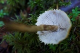 Cystoderma fallax image