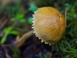 Cystoderma fallax image