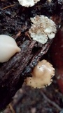 Auriscalpium villipes image