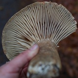 Russula dissimulans image