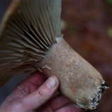 Russula dissimulans image
