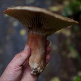 Russula dissimulans image