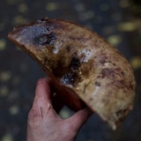 Russula dissimulans image