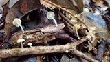 Mycena guzmanii image