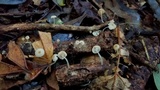 Mycena guzmanii image