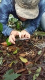 Mycena guzmanii image