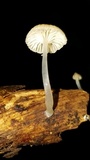 Mycena guzmanii image