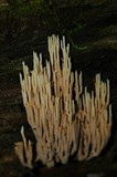 Ramaria stricta image