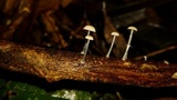 Mycena guzmanii image