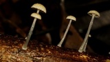 Mycena guzmanii image