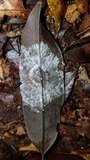 Mycena guzmanii image