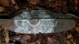 Mycena guzmanii image