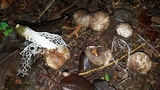 Image of Phallus aureolatus