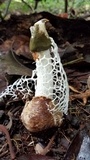 Phallus aureolatus image