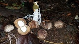 Phallus aureolatus image