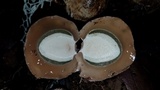 Phallus aureolatus image