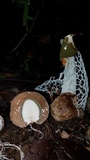Phallus aureolatus image