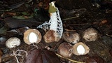 Phallus aureolatus image