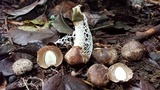 Phallus aureolatus image